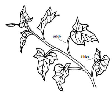 When tissue testing sweet potatoes, sample the eighth leaf back from the vine’s growing point, including the unfolded leaf at the tip of the vine.